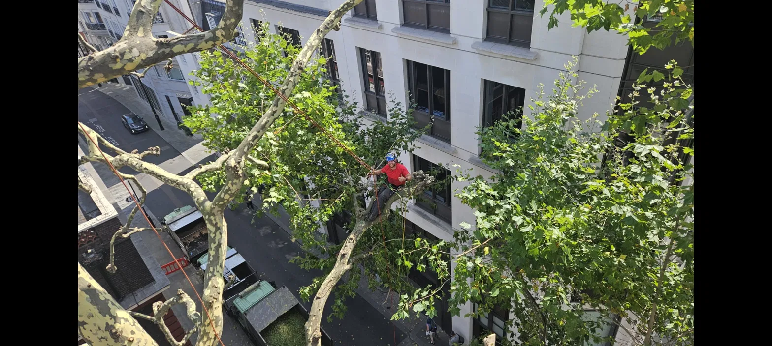 Portrait of the tree surgeon holding a chainsaw